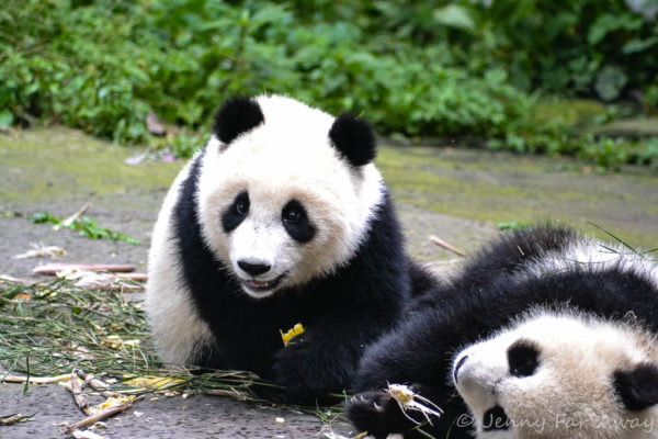 Panda cubs at Bifengxia Panda Centre, Sichuan, China