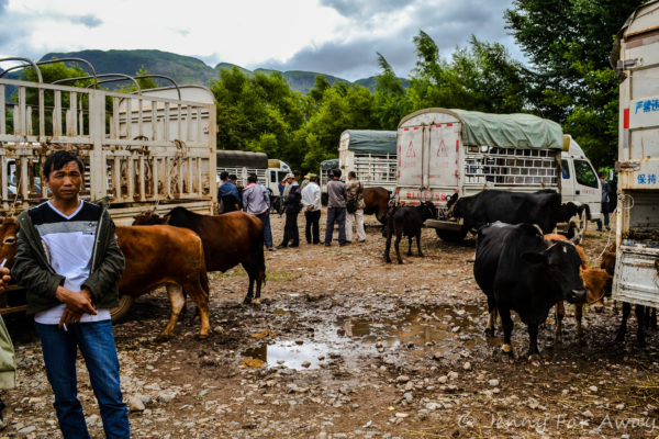 Shaxi Livestock market