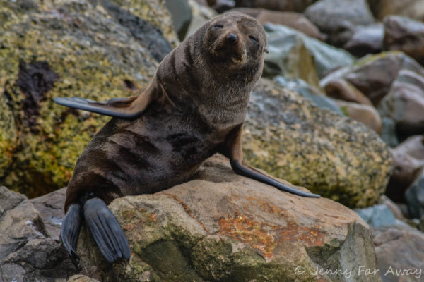 Kaikoura Swimming without seals