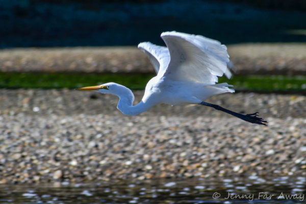 White heron