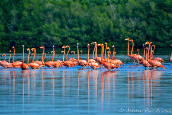 Flamingoes at Laguna Guanaroca, Cuba