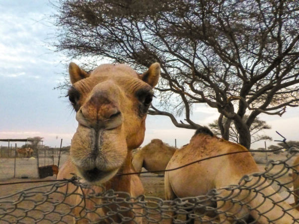 Camel love
