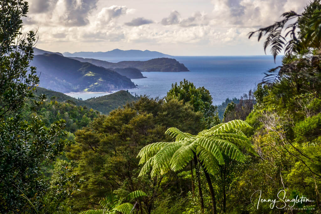View of trees and Waikawau Bay from the Matamataharakeke Track.