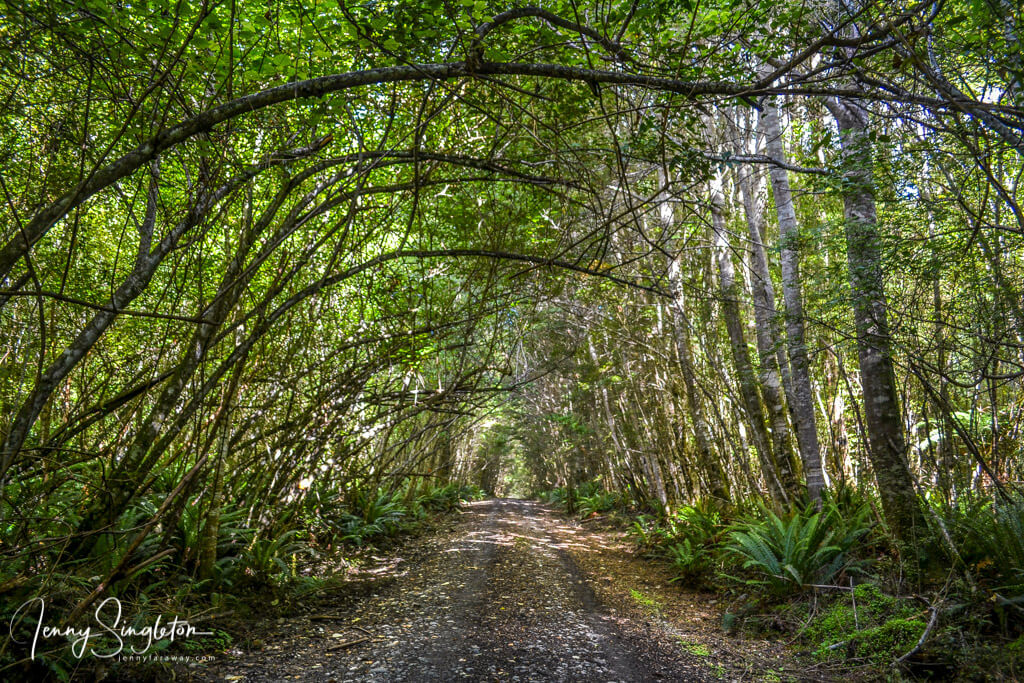 A narrow road goes under a canopy of trees to the Big Totara Walk.