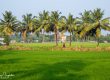 A woman in bright pink walks under palm trees through green fields in Kottayam, India