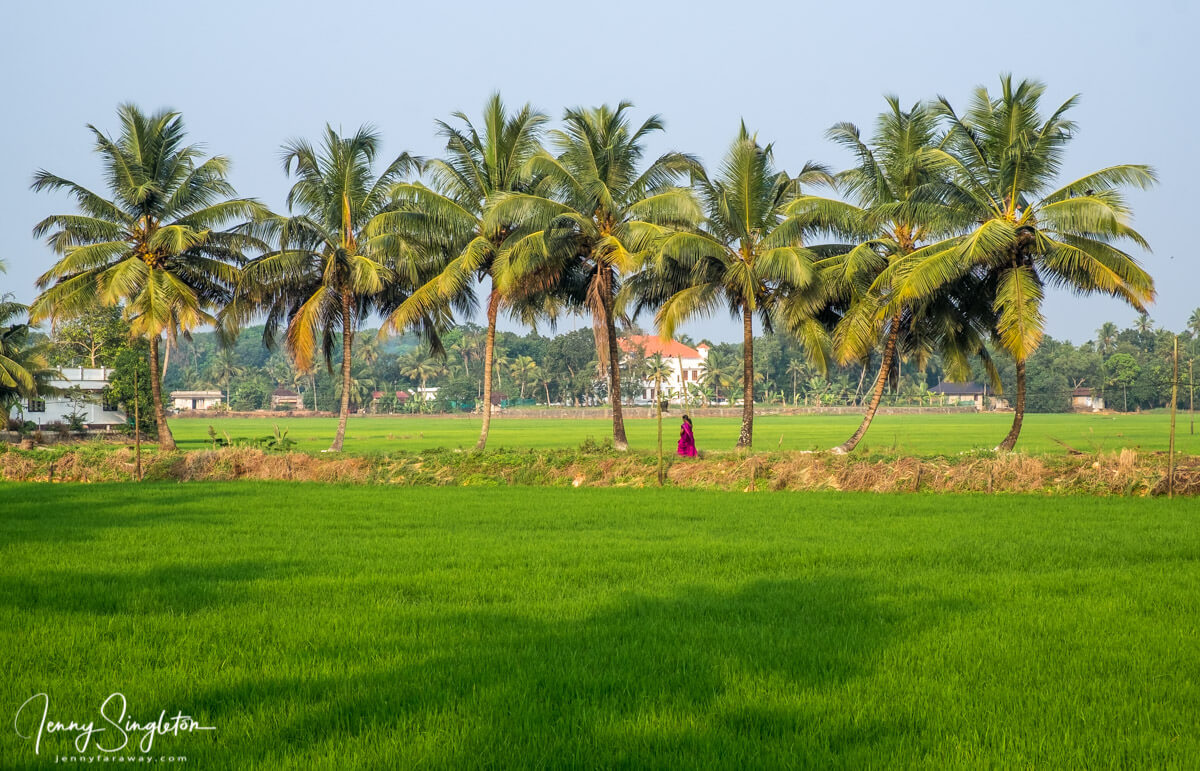 A woman in bright pink walks under palm trees through green fields in Kottayam, India